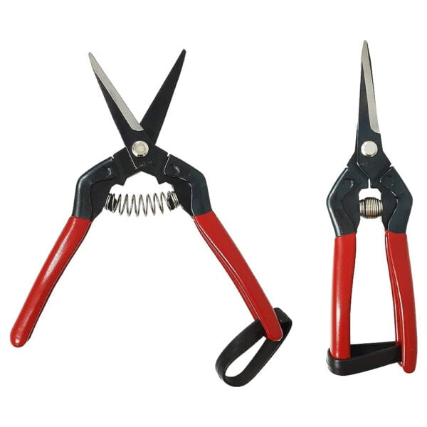 FOARFECA DE PLANTE NEAGRA